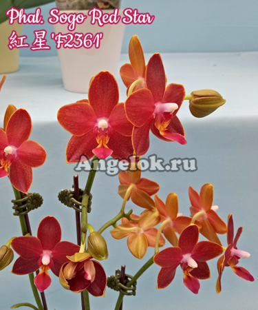 фото Фаленопсис (Phalaenopsis Sogo Red Star) Тайвань от магазина магазина орхидей Ангелок