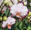 фото Фаленопсис Легенда ( Фаленопсис Phalaenopsis Ever Spring Prince) Тайвань от магазина магазина орхидей Ангелок