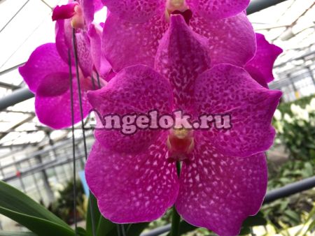 фото Ванда (Vanda Pink Panther) розовая от магазина магазина орхидей Ангелок
