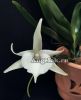Ангрекум Вейтчи (Angraecum Veitchii)