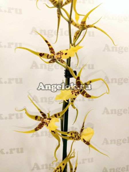 фото Брассидиум (Brassidium Shooting Star) от магазина магазина орхидей Ангелок