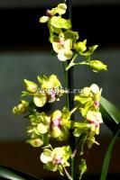 фото Онцидиум гибридный (Oncidium) on-01 от магазина магазина орхидей Ангелок