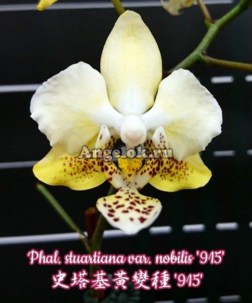 фото Фаленопсис Стюарта детка (Phalaenopsis stuartiana var. nobilis '915') Тайвань от магазина магазина орхидей Ангелок