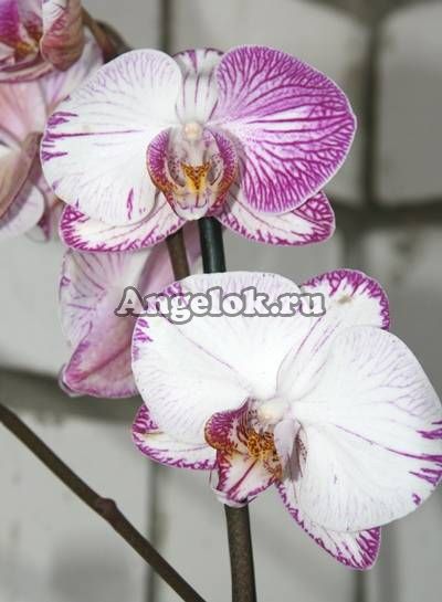 фото Фаленопсис (Phalaenopsis Minho Princess) от магазина магазина орхидей Ангелок