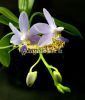 фото Фаленопсис Мартин (Phalaenopsis Purple Martin var. blue) Тайвань от магазина магазина орхидей Ангелок