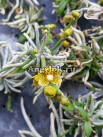 фото Хилошиста (Chiloschista pusilla v.orange) Тайвань от магазина магазина орхидей Ангелок