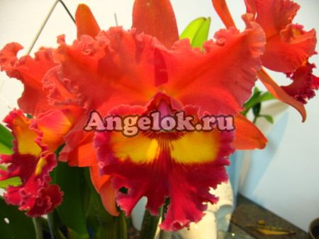 фото Каттлея (Pot. Chief Emperor 'Sunset') Тайвань от магазина магазина орхидей Ангелок