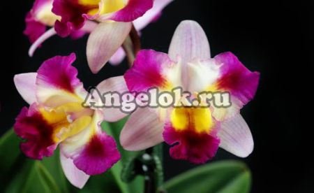 фото Каттлея (Hknsa.Chien Ya Ocean'TM') Тайвань от магазина магазина орхидей Ангелок