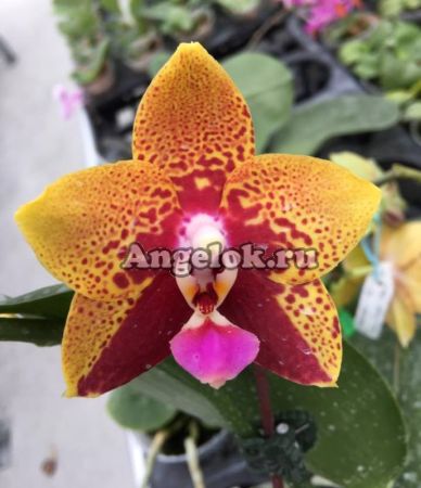 фото Фаленопсис Анаконда (Phalaenopsis Zeng Min Anaconda) детка от магазина магазина орхидей Ангелок