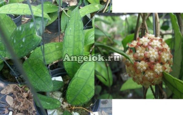 фото Хойя Финлейсона (Hoya finlaysonii II Satun) черенок от магазина магазина орхидей Ангелок