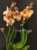 Фаленопсис Брион (Phalaenopsis Brion)