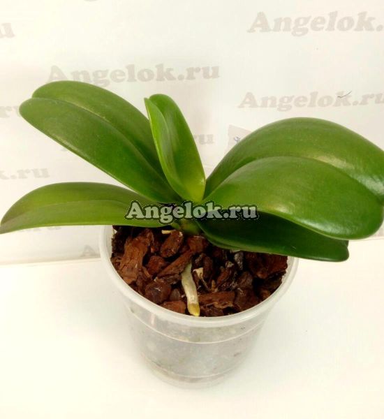 фото Фаленопсис Эквестрис (Phalaenopsis equestris Dark Red Lip) от магазина магазина орхидей Ангелок