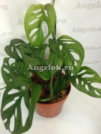 фото Монстера косая (Monstera oblique) от магазина магазина орхидей Ангелок