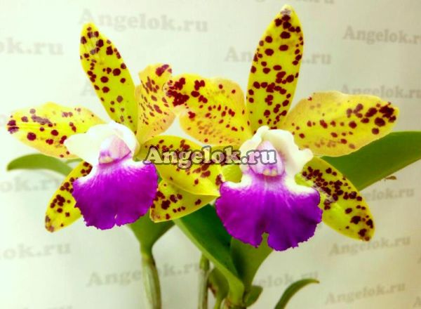 фото Каттлея (Ctt. Siamese Doll) Тайвань от магазина магазина орхидей Ангелок