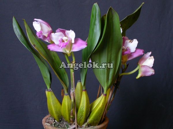 фото Бифренария Гариссона (Bifrenaria harrisoniae) от магазина магазина орхидей Ангелок