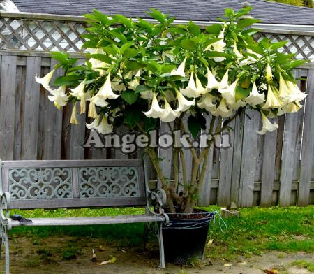 фото Бругмансия (Brugmansia) белая от магазина магазина орхидей Ангелок