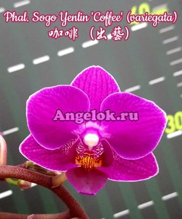 фото Фаленопсис вариегатный (Phalaenopsis Sogo Yenlin 'Coffee') Тайвань от магазина магазина орхидей Ангелок