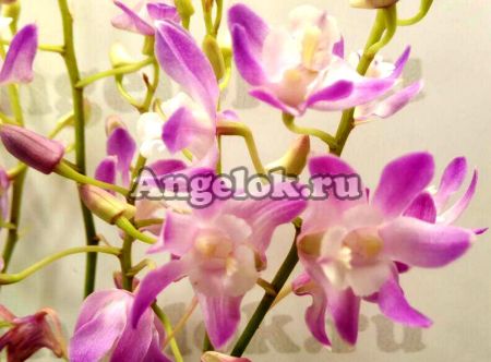 фото Дендробиум Кинга (Dendrobium kingianum) от магазина магазина орхидей Ангелок