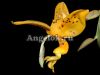 фото Стангопея Йениша (Stanhopea jenischiana) от магазина магазина орхидей Ангелок