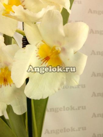 фото Мильтония (Miltonia White Summer) от магазина магазина орхидей Ангелок