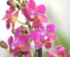 фото Фаленопсис (Phalaenopsis multiflora) ph-04_1 от магазина магазина орхидей Ангелок