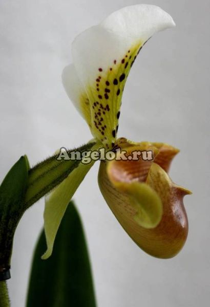 фото Пафиопедилум (Paphiopedilum) p-03 от магазина магазина орхидей Ангелок