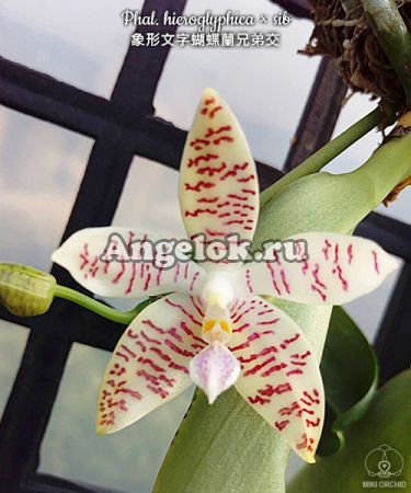 Фаленопсис Иероглифика (Phalaenopsis hieroglyphica) Тайвань