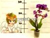 Фаленопсис мини (Phalaenopsis Morelia)