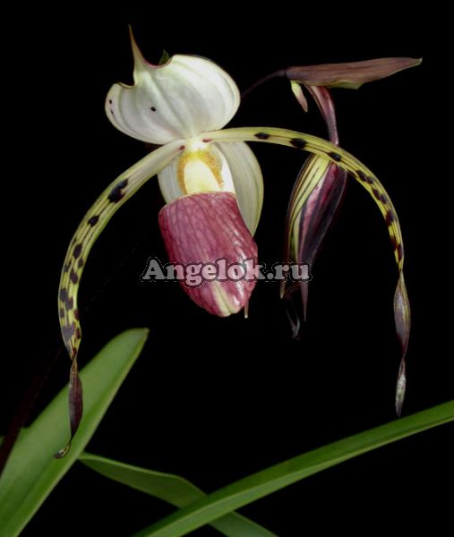 фото Пафиопедилум (Paph.stonei) от магазина магазина орхидей Ангелок
