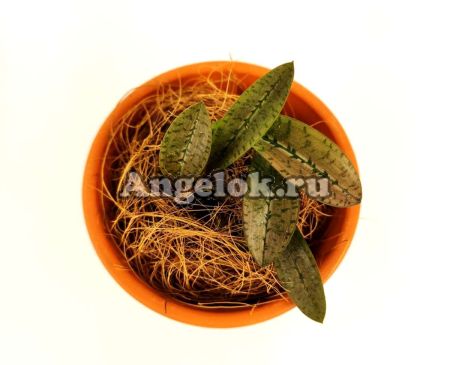 фото Оцеокладес (Oeceoclades monophylla) Тайвань от магазина магазина орхидей Ангелок