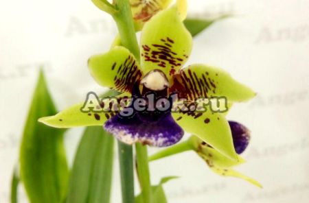 фото Зигопеталум (Zigoneria Adelaide Meadows) от магазина магазина орхидей Ангелок