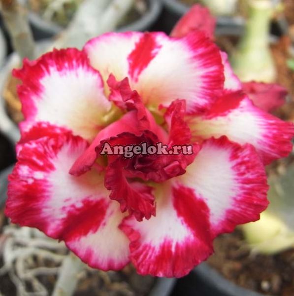 фото Адениум (Adenium obesum Nang Fha) от магазина магазина орхидей Ангелок