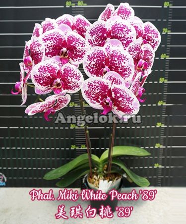 фото Фаленопсис детка (Phalaenopsis Miki White Peach '89') Тайвань от магазина магазина орхидей Ангелок