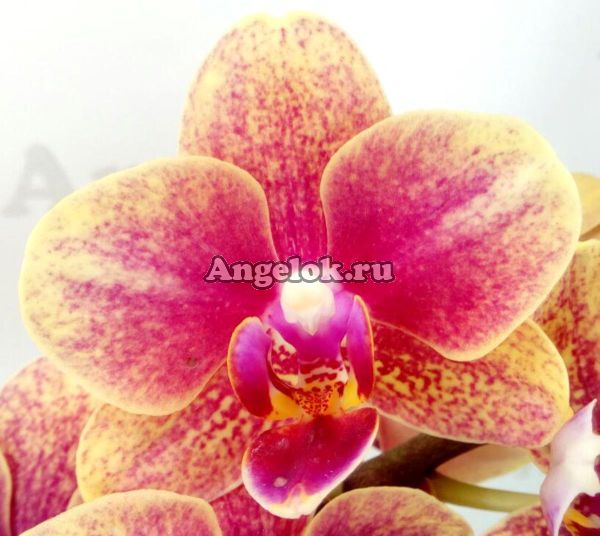 фото Фаленопсис Грация (Phalenopsis Grazia) от магазина магазина орхидей Ангелок
