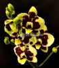 Фаленопсис Желтая коровка (Phalaenopsis Yellow Cow)