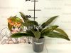 Пафиопедилум (Paph.venustum × tranlienianum) Тайвань