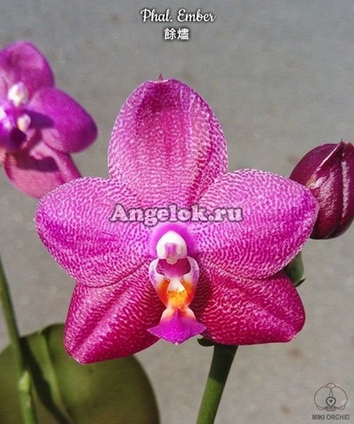 фото Фаленопсис Эмбер (Phalaenopsis Ember) Тайвань от магазина магазина орхидей Ангелок