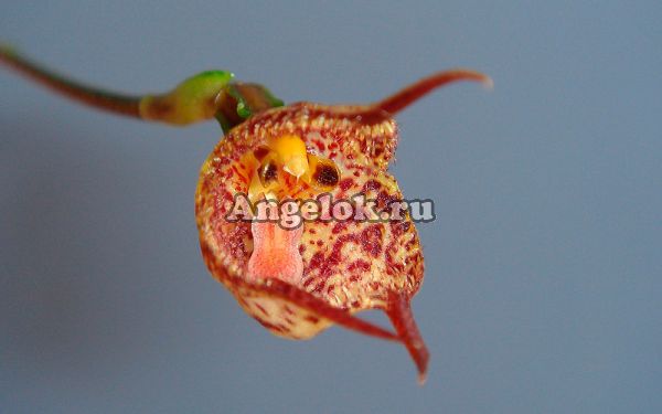фото Дракула (Dracula mopsus) от магазина магазина орхидей Ангелок