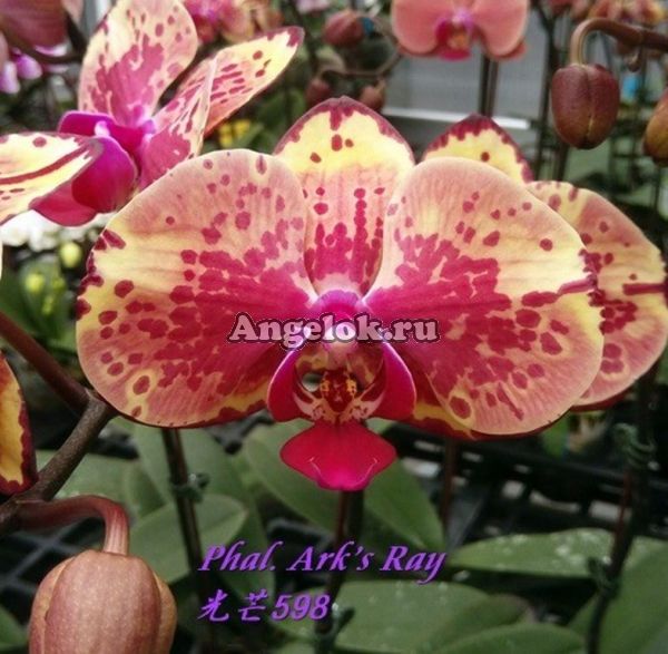 фото Фаленопсис (Phalaenopsis Ark’s Ray) Тайвань от магазина магазина орхидей Ангелок