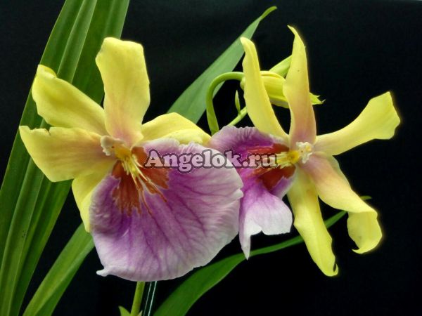 фото Мильтония Сансет (Miltonia Sunset) от магазина магазина орхидей Ангелок