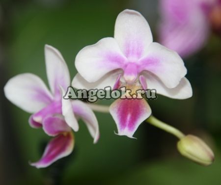 Фаленопсис мини (Phalaenopsis Sweet Sigrid "Tainan" )