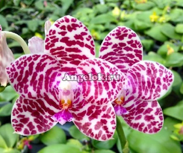фото Фаленопсис (Phalaenopsis Brother Glory 'Long Fong') Тайвань от магазина магазина орхидей Ангелок
