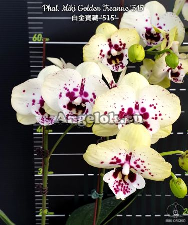 фото Фаленопсис детка (Phalaenopsis Miki Golden Treasure '515') Тайвань от магазина магазина орхидей Ангелок