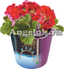 фото Кашпо с автополивом Комфорт синий от магазина магазина орхидей Ангелок