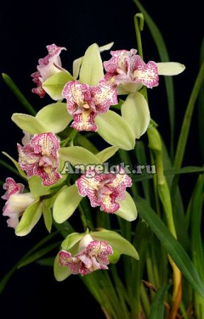 фото Цимбидиум-пелорик (Cymbidium Green Valley Emerald 'Tri -Lipe') от магазина магазина орхидей Ангелок