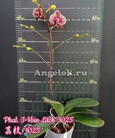 фото Фаленопсис детка (Phalaenopsis I-Hsin Litch '1025') Тайвань от магазина магазина орхидей Ангелок