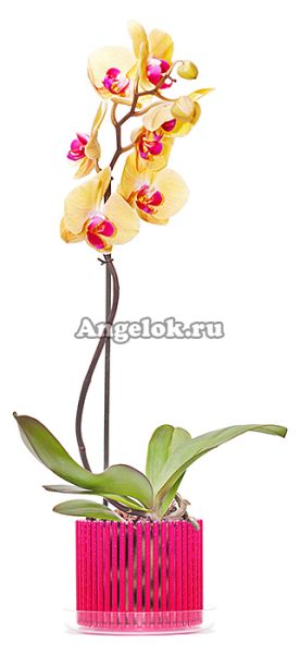 фото Горшок для орхидей Корона d-13 бордовый от магазина магазина орхидей Ангелок