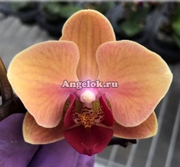 фото Фаленопсис (Phalaenopsis Brazil '63207') от магазина магазина орхидей Ангелок