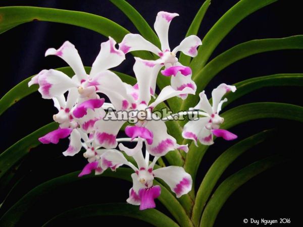 фото Ванда Лузоника (Vanda luzonica) от магазина магазина орхидей Ангелок