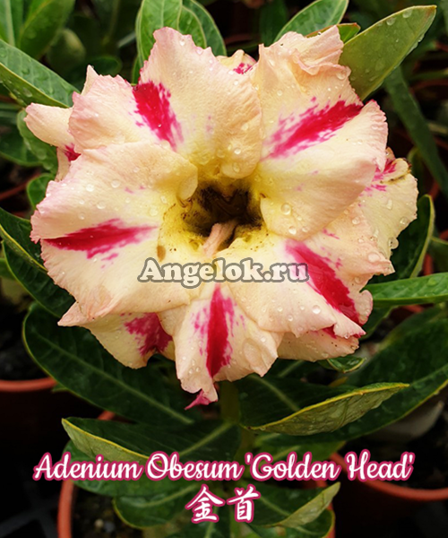 фото Адениум (Adenium obesum Golden Head) от магазина магазина орхидей Ангелок